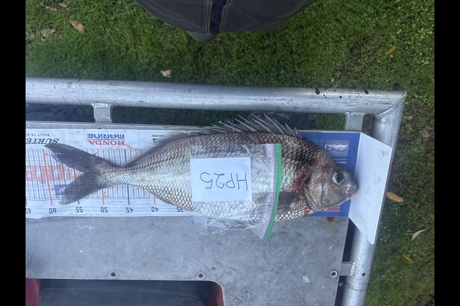 Mike Kapua caught this 53cm Tarakihi at Wellington during The Hirepool Baitmates Fishing Comp