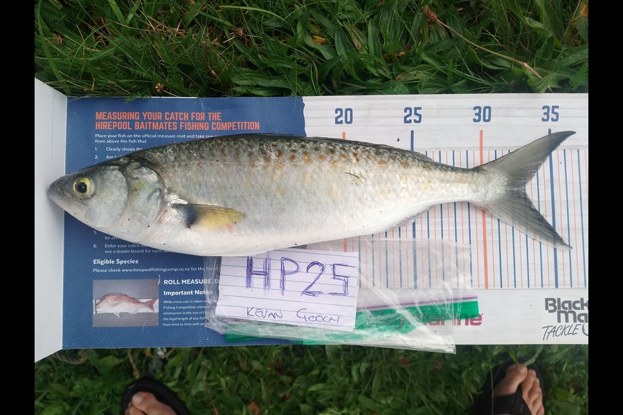 Kevan Gooch caught this 32.5cm Kahawai at Wellington during The Hirepool Baitmates Fishing Comp
