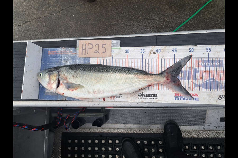 Harry Kovacs caught this 45.5cm Kahawai at Wellington during The Hirepool Baitmates Fishing Comp