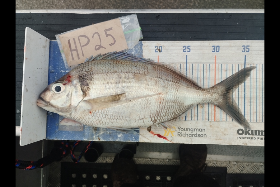 Duncan Pringle caught this 33.0cm Tarakihi at Wellington during The Hirepool Baitmates Fishing Comp