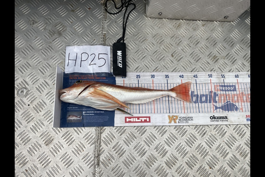Christian Wirepa caught this 42.0cm Gurnard at Nelson/Marlborough during The Hirepool Baitmates Fishing Comp