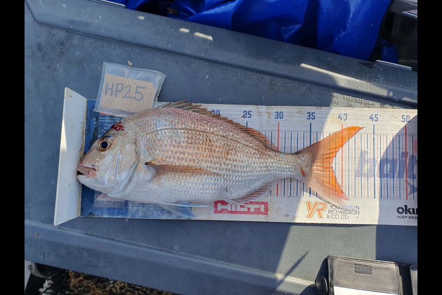 Dan Musson caught this 38cm Snapper at Wellington during The Hirepool Baitmates Fishing Comp