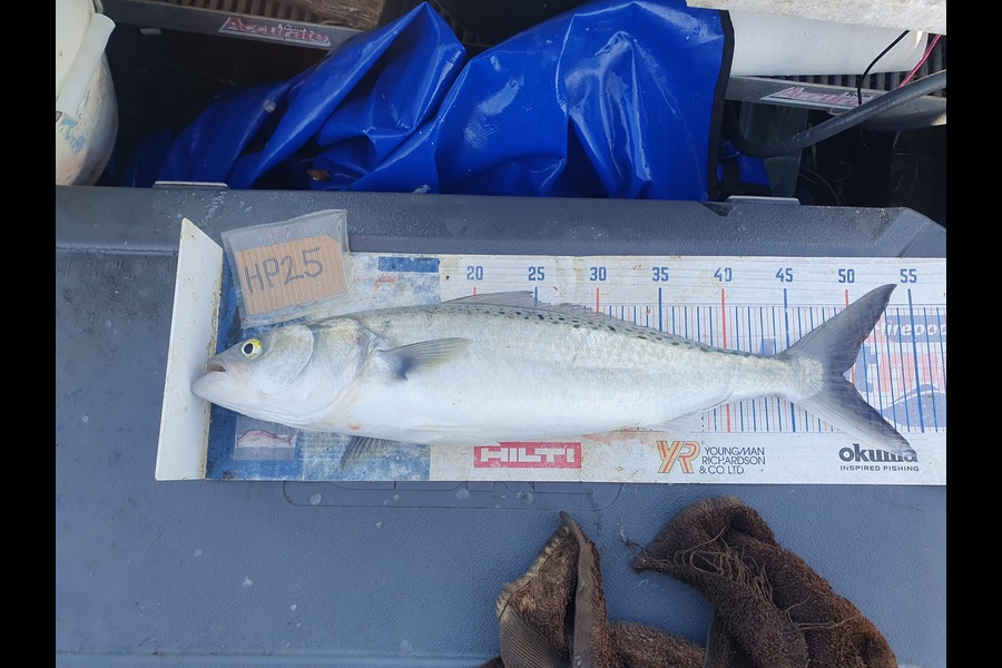 Dan Musson caught this 49.0cm Kahawai at Wellington during The Hirepool Baitmates Fishing Comp