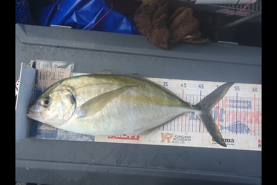 Dan Musson caught this 47.5cm Trevally at Wellington during The Hirepool Baitmates Fishing Comp