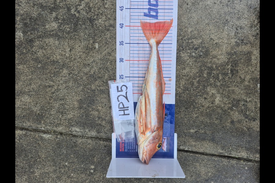 Nathan Schroeder caught this 41.0cm Gurnard at Nelson/Marlborough during The Hirepool Baitmates Fishing Comp