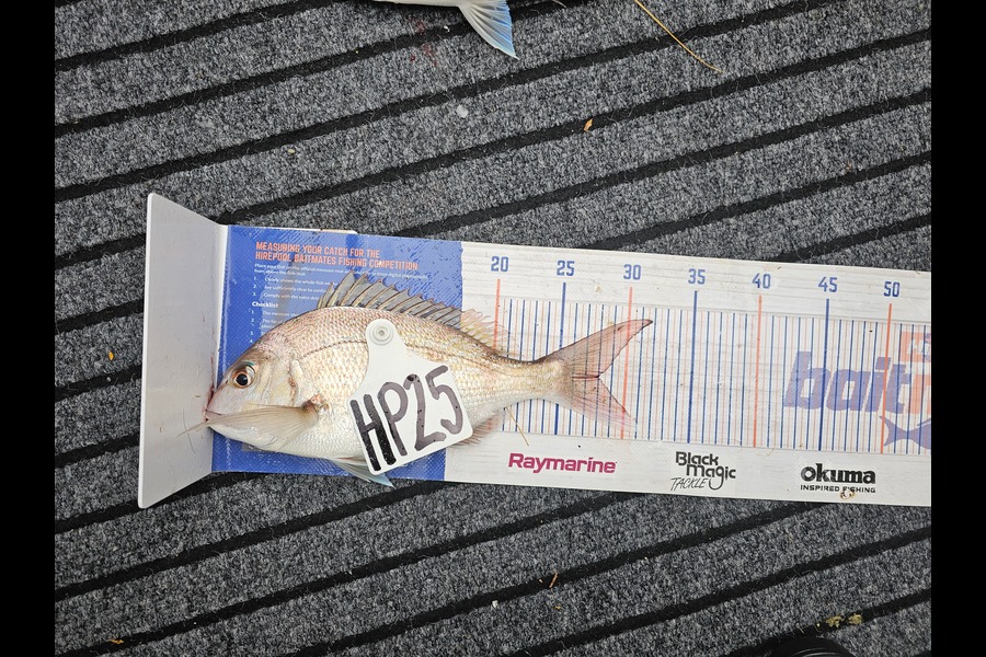 Hunter Schroeder caught this 28.0cm Snapper at Nelson/Marlborough during The Hirepool Baitmates Fishing Comp