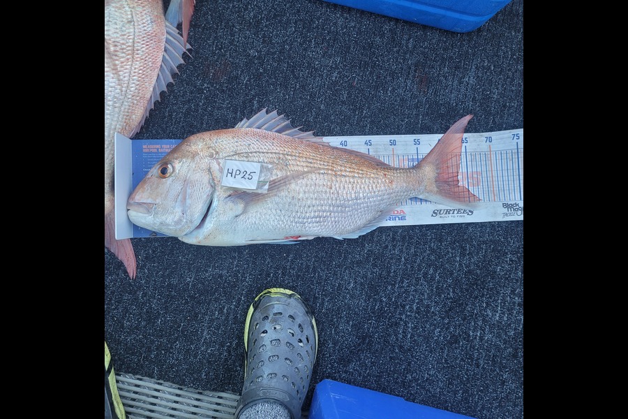 Alan Dean McCarthy caught this 63cm Snapper at Nelson/Marlborough during The Hirepool Baitmates Fishing Comp