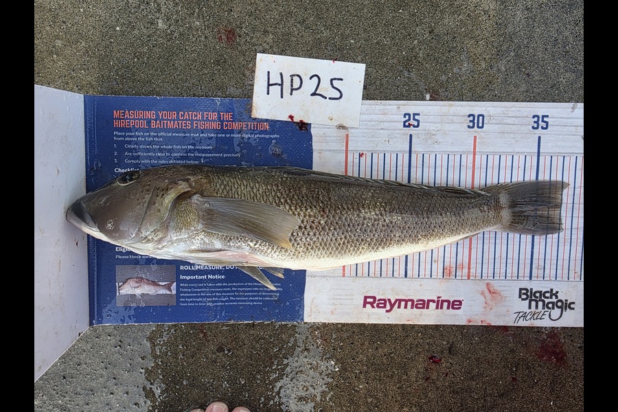 David  Douglas  caught this 37.0cm Blue Cod at Wellington during The Hirepool Baitmates Fishing Comp