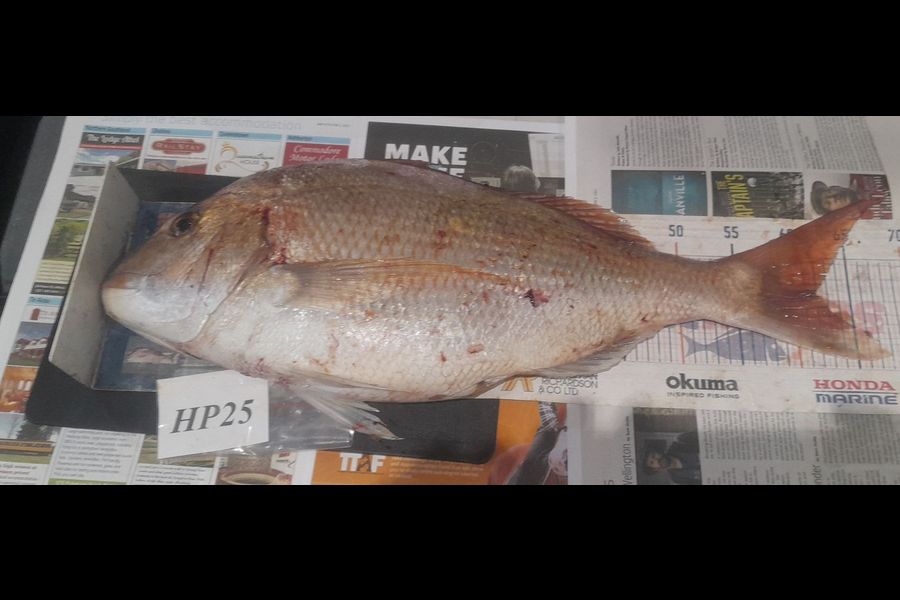 Leigh Page caught this 62.0cm Snapper at Wellington during The Hirepool Baitmates Fishing Comp