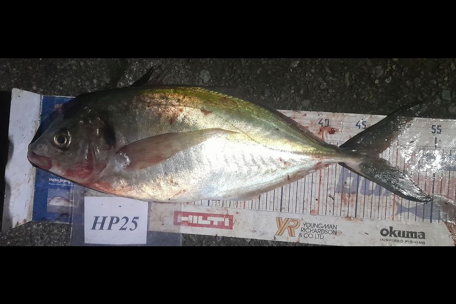 Leigh Page caught this 47.5cm Trevally at Wellington during The Hirepool Baitmates Fishing Comp