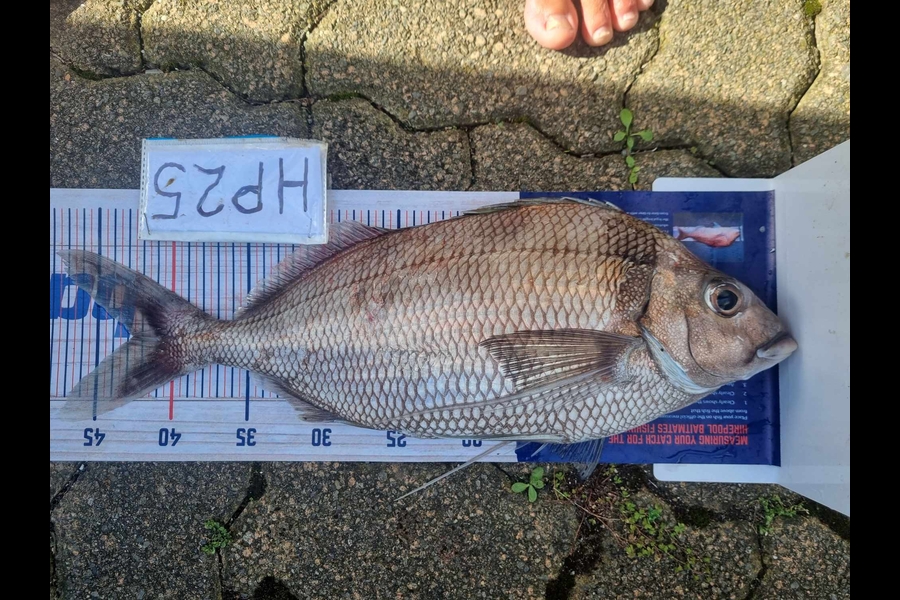 Scott Brenton caught this 42.5cm Tarakihi at Wellington during The Hirepool Baitmates Fishing Comp