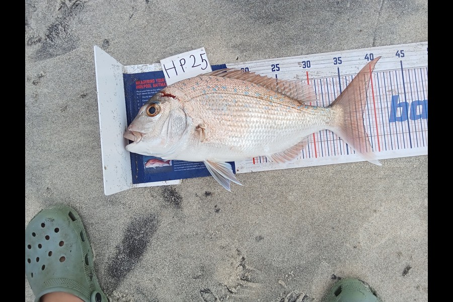 Phill Saunders caught this 38.0cm Snapper at Coromandel during The Hirepool Baitmates Fishing Comp