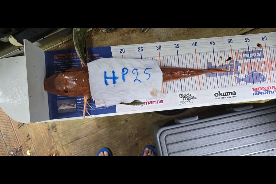 Nick Prinsloo caught this 46cm Gurnard at Nelson/Marlborough during The Hirepool Baitmates Fishing Comp