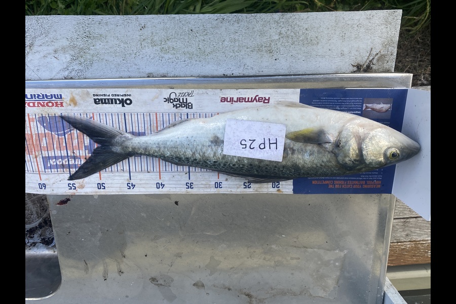Andrew Russell caught this 49cm Kahawai at Manawatu during The Hirepool Baitmates Fishing Comp