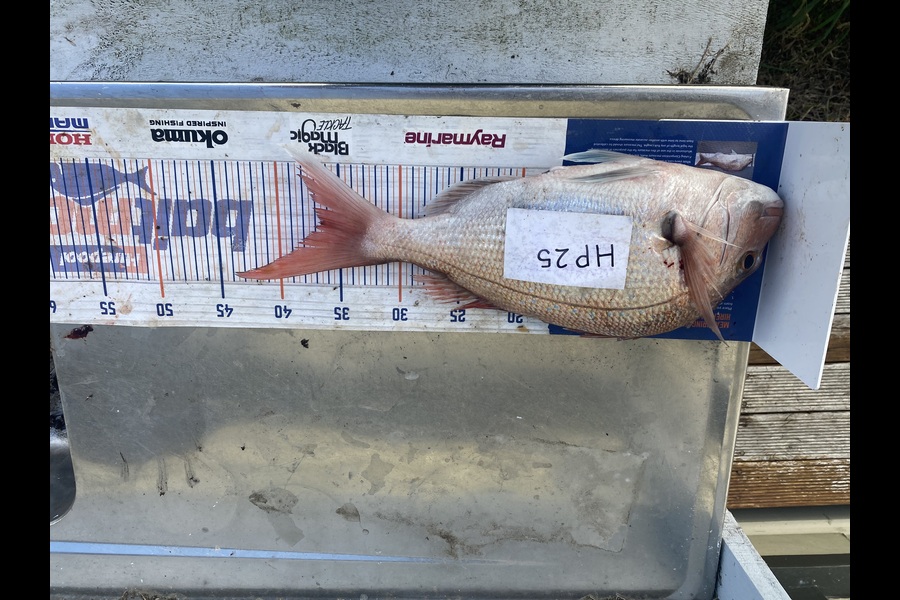 Andrew Russell caught this 36.5cm Snapper at Manawatu during The Hirepool Baitmates Fishing Comp