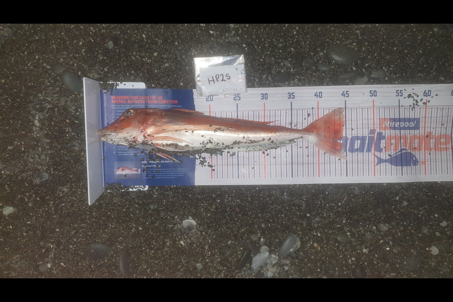 Matt Stewart caught this 44.5cm Gurnard at Canterbury during The Hirepool Baitmates Fishing Comp