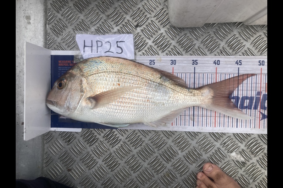Bryce Flexman caught this 43.0cm Snapper at Waikato during The Hirepool Baitmates Fishing Comp