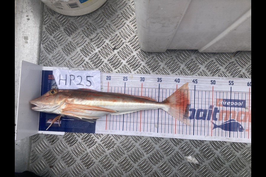 Bryce Flexman caught this 43.5cm Gurnard at Waikato during The Hirepool Baitmates Fishing Comp