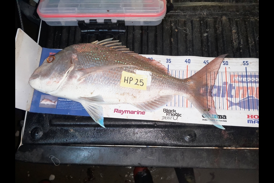 Bill Vincent caught this 46.0cm Snapper at Northland during The Hirepool Baitmates Fishing Comp