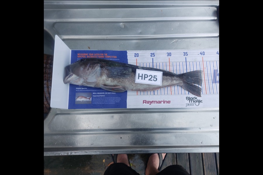Steve Crowley caught this 39.0cm Blue Cod at Nelson/Marlborough during The Hirepool Baitmates Fishing Comp