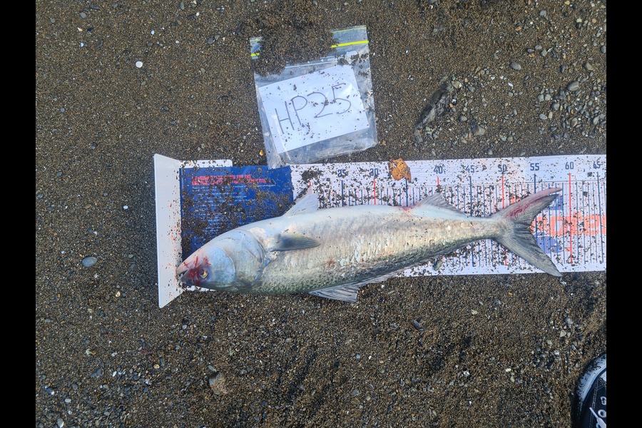 Hone Heke caught this 54.0cm Kahawai at Northland during The Hirepool Baitmates Fishing Comp