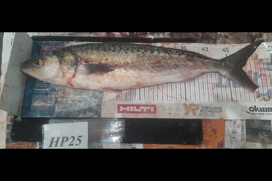 Jamie-Lee Page caught this 48.0cm Kahawai at Wellington during The Hirepool Baitmates Fishing Comp