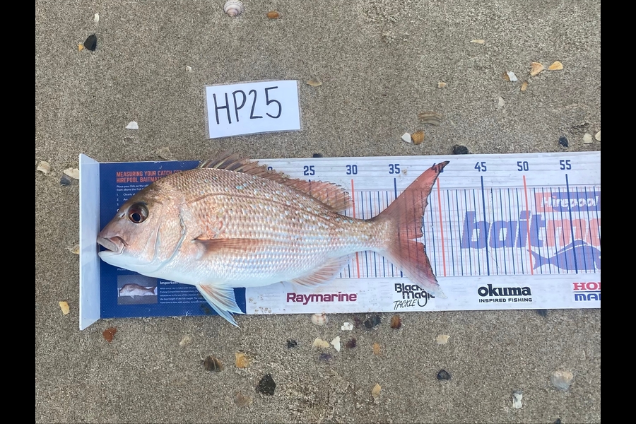 Joshua Hohaia caught this 37.5cm Snapper at Coromandel during The Hirepool Baitmates Fishing Comp