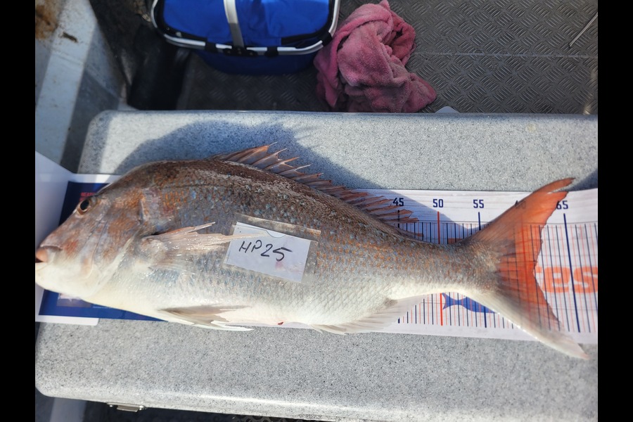 Daniel Hovenden caught this 60.5cm Snapper at Nelson/Marlborough during The Hirepool Baitmates Fishing Comp