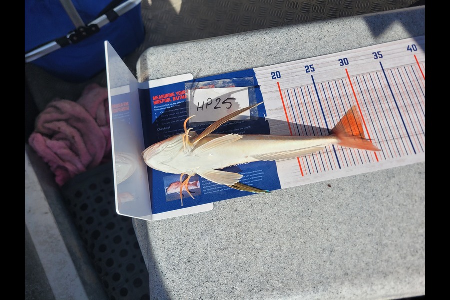 Daniel Hovenden caught this 29.5cm Gurnard at Nelson/Marlborough during The Hirepool Baitmates Fishing Comp