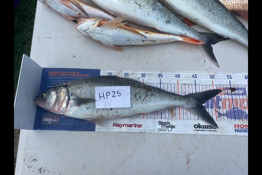 Andrew Russell caught this 46.0cm Kahawai at Manawatu during The Hirepool Baitmates Fishing Comp