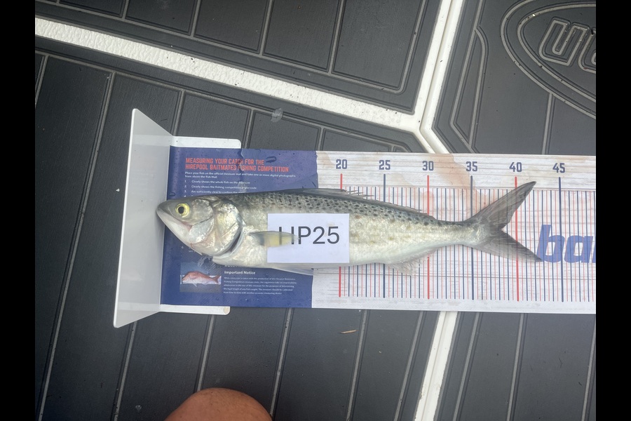Shane Smith caught this 38.0cm Kahawai at Nelson/Marlborough during The Hirepool Baitmates Fishing Comp