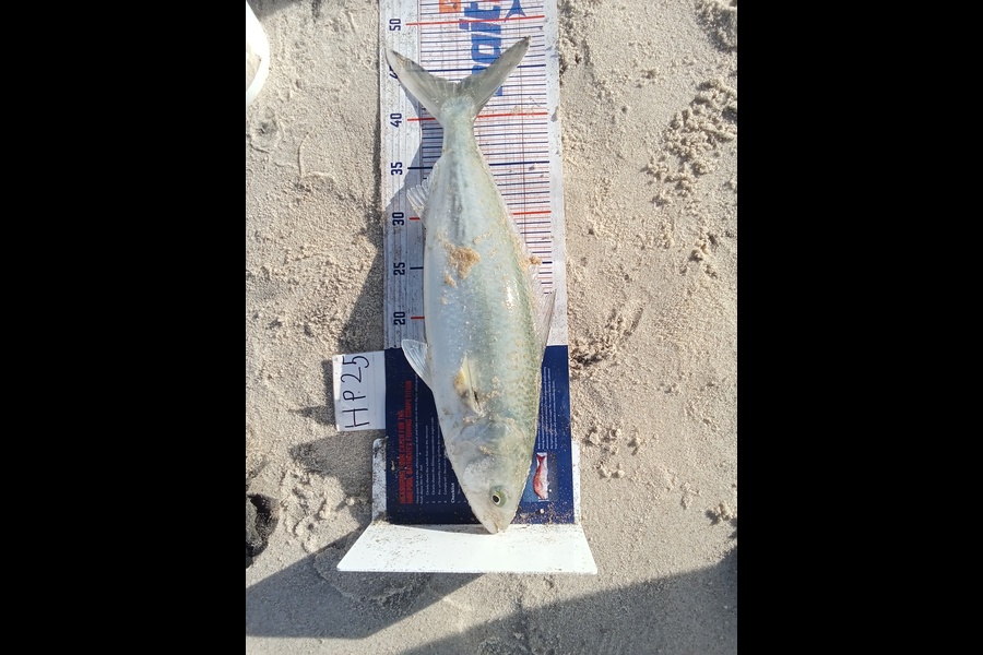 Phill Saunders caught this 43.5cm Kahawai at Coromandel during The Hirepool Baitmates Fishing Comp