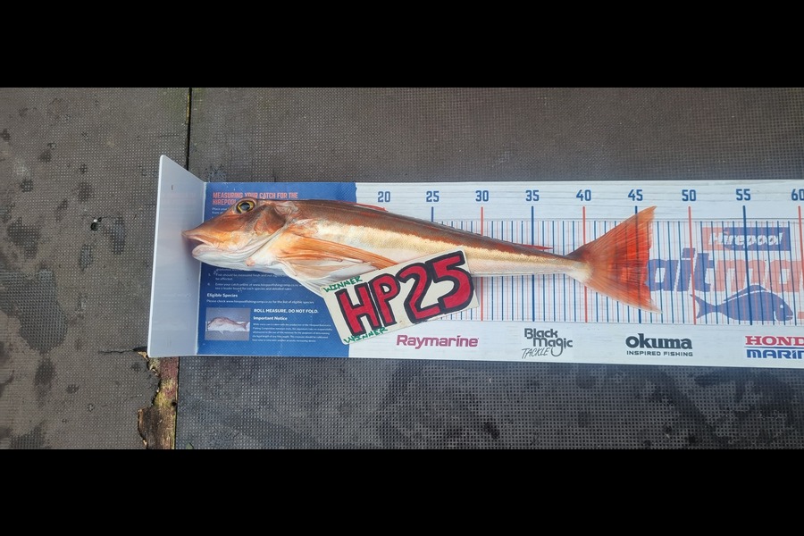 Greg Russell caught this 45.5cm Gurnard at Waikato during The Hirepool Baitmates Fishing Comp