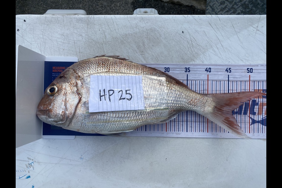 Craig  Poll caught this 46.0cm Snapper at Wellington during The Hirepool Baitmates Fishing Comp