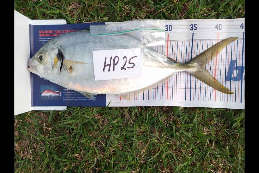 Stephen Bundy caught this 37.5cm Trevally at Northland during The Hirepool Baitmates Fishing Comp