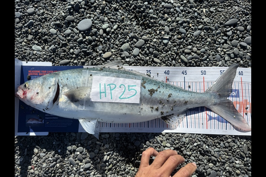 Marcquim Momo caught this 55.5cm Kahawai at Canterbury during The Hirepool Baitmates Fishing Comp