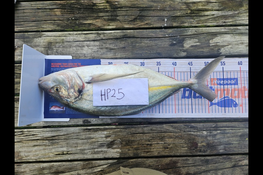 Krystle Richards caught this 49cm Trevally at Northland during The Hirepool Baitmates Fishing Comp
