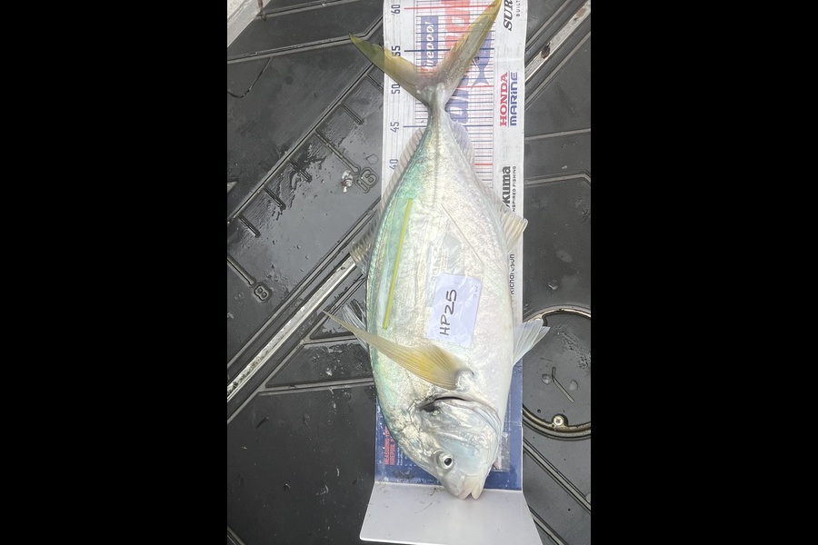 Jamie  White caught this 52.5cm Trevally at Northland during The Hirepool Baitmates Fishing Comp