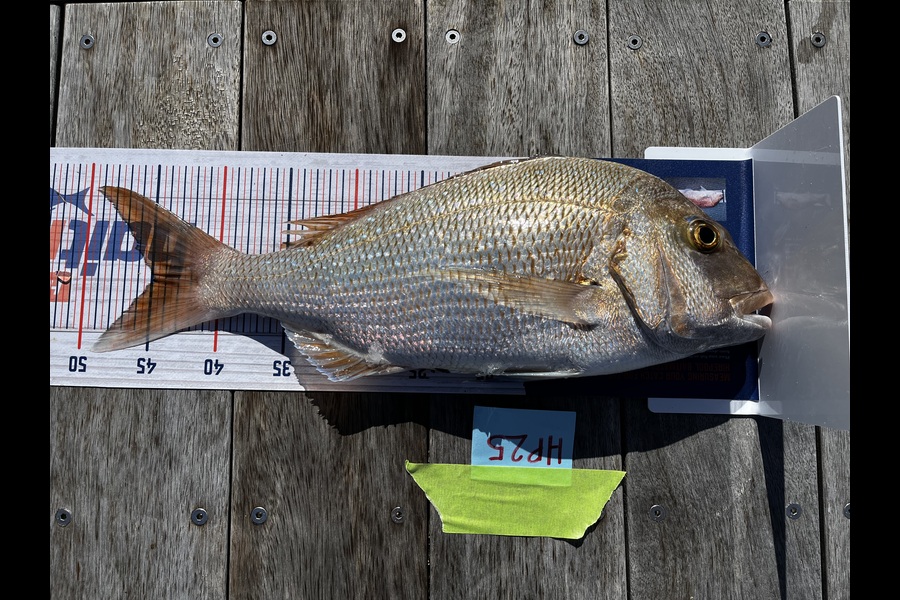 Peter Michalakis caught this 44.5cm Snapper at Northland during The Hirepool Baitmates Fishing Comp