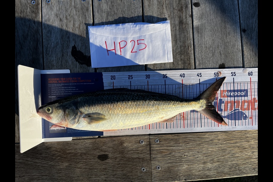 Peter Michalakis caught this 48.5cm Kahawai at Northland during The Hirepool Baitmates Fishing Comp