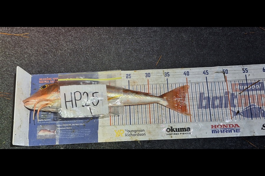Trevor Hopson caught this 39.0cm Gurnard at Coromandel during The Hirepool Baitmates Fishing Comp