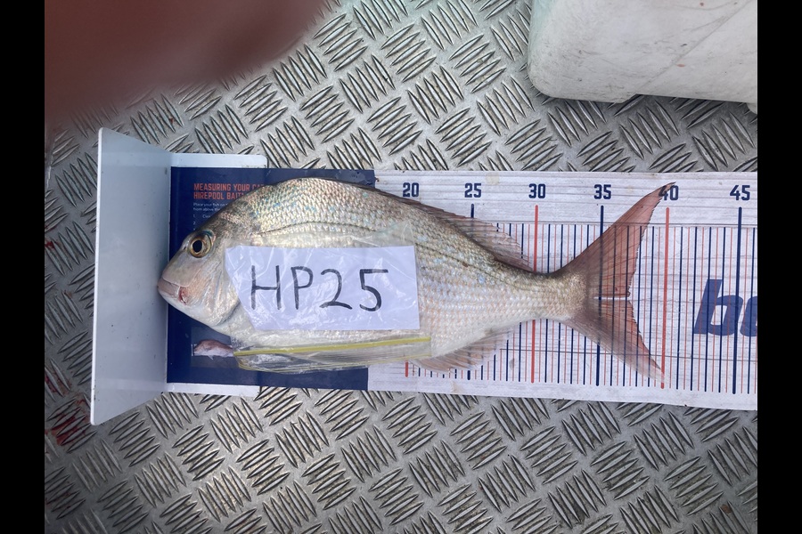 Bryce Flexman caught this 37.0cm Snapper at Waikato during The Hirepool Baitmates Fishing Comp