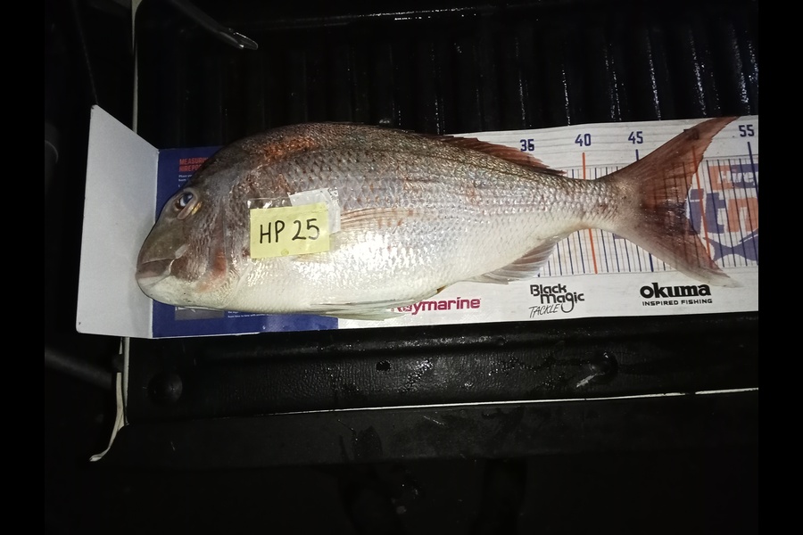 Bill Vincent caught this 48.0cm Snapper at Northland during The Hirepool Baitmates Fishing Comp