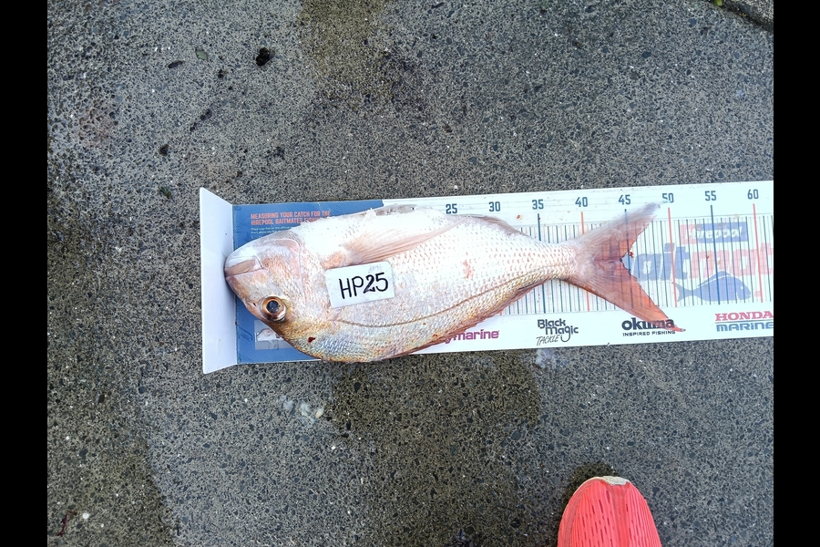Yvonne Holt caught this 44.0cm Snapper at Northland during The Hirepool Baitmates Fishing Comp