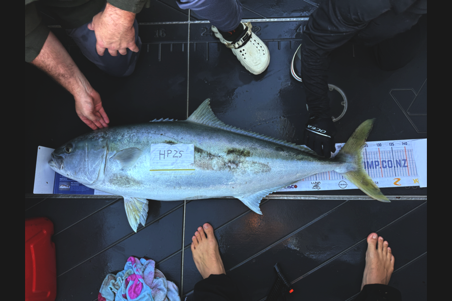 Jack Omeara caught this 123.5cm Kingfish at Nelson/Marlborough during The Hirepool Baitmates Fishing Comp