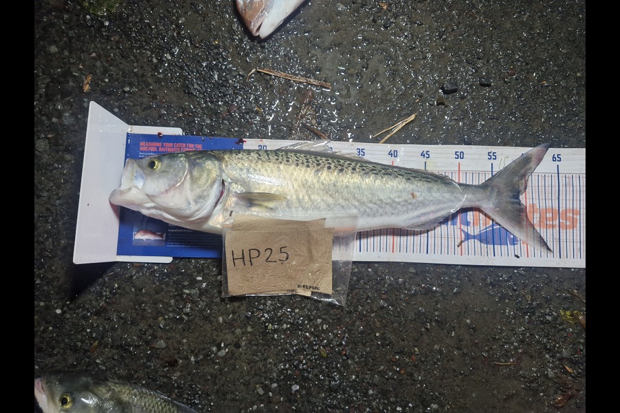 Craig Nelder caught this 59.0cm Kahawai at Northland during The Hirepool Baitmates Fishing Comp