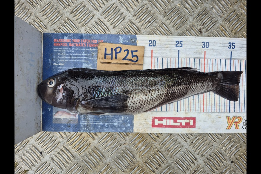 Rodney Niven caught this 36.5cm Blue Cod at Wellington during The Hirepool Baitmates Fishing Comp