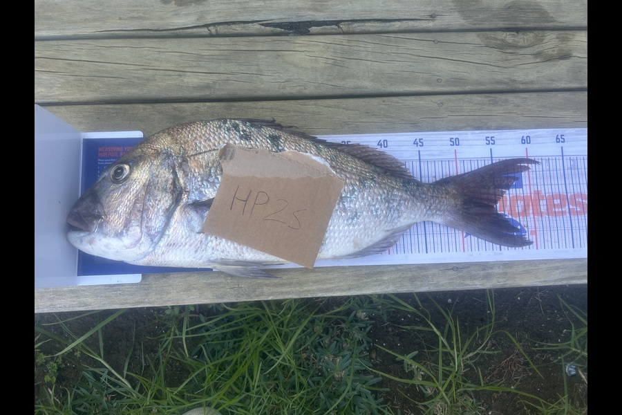 Julian Thompson caught this 54.5cm Snapper at Northland during The Hirepool Baitmates Fishing Comp