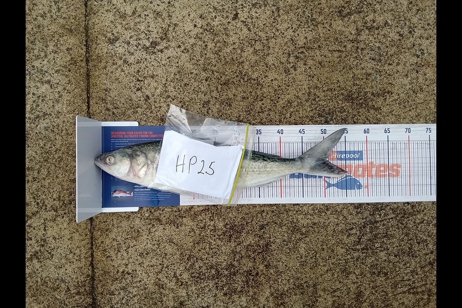 Wayne Tamapeau caught this 50cm Kahawai at Auckland during The Hirepool Baitmates Fishing Comp