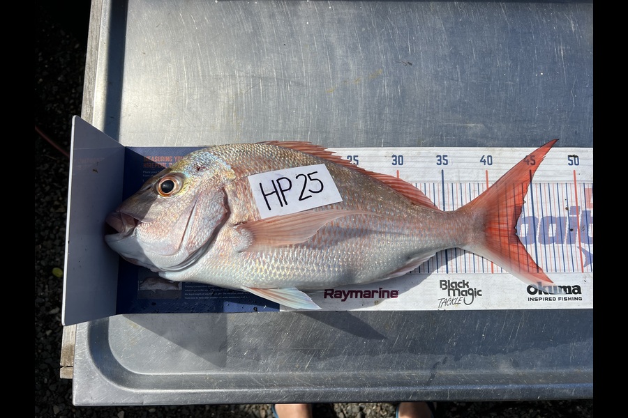 Teghan Errington caught this 43.0cm Snapper at Northland during The Hirepool Baitmates Fishing Comp